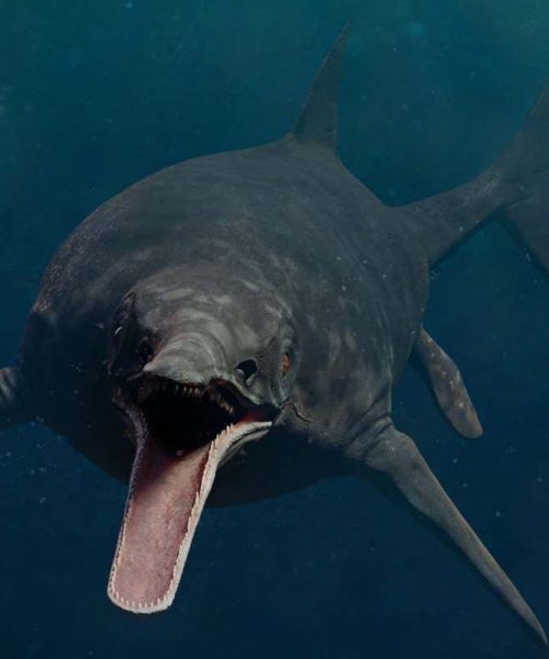 Largest ever animal may have been Triassic ichthyosaur super-predator