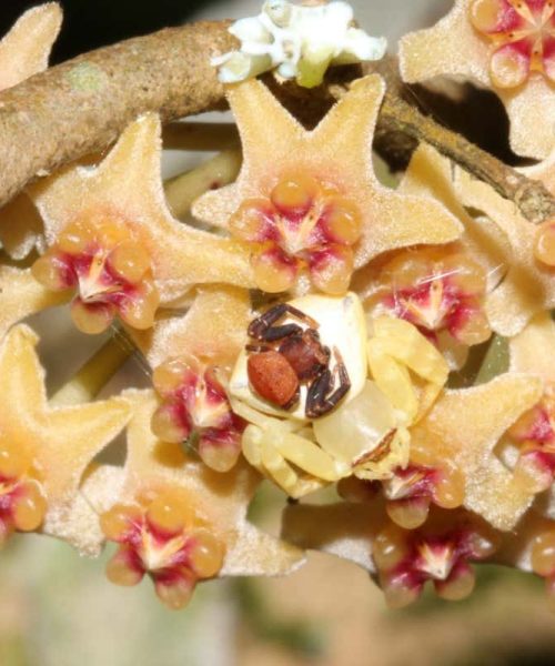 Male and female spiders pair up to look like a flower