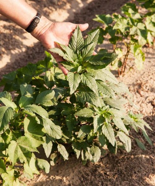 Plant-killing genetic technology could wipe out superweeds