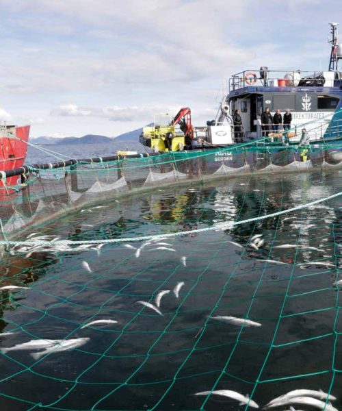 Salmon farms are increasingly being hit by mass die-offs