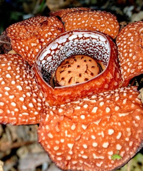 Saving the world’s largest flowers in the Philippines