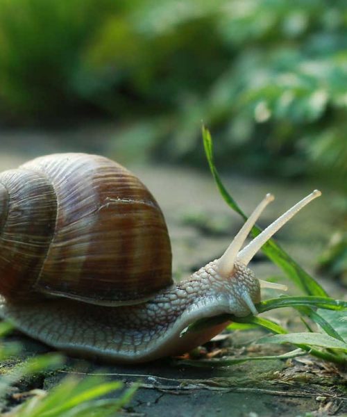 Snail robot excretes sticky mucus that helps it crawl up slopes