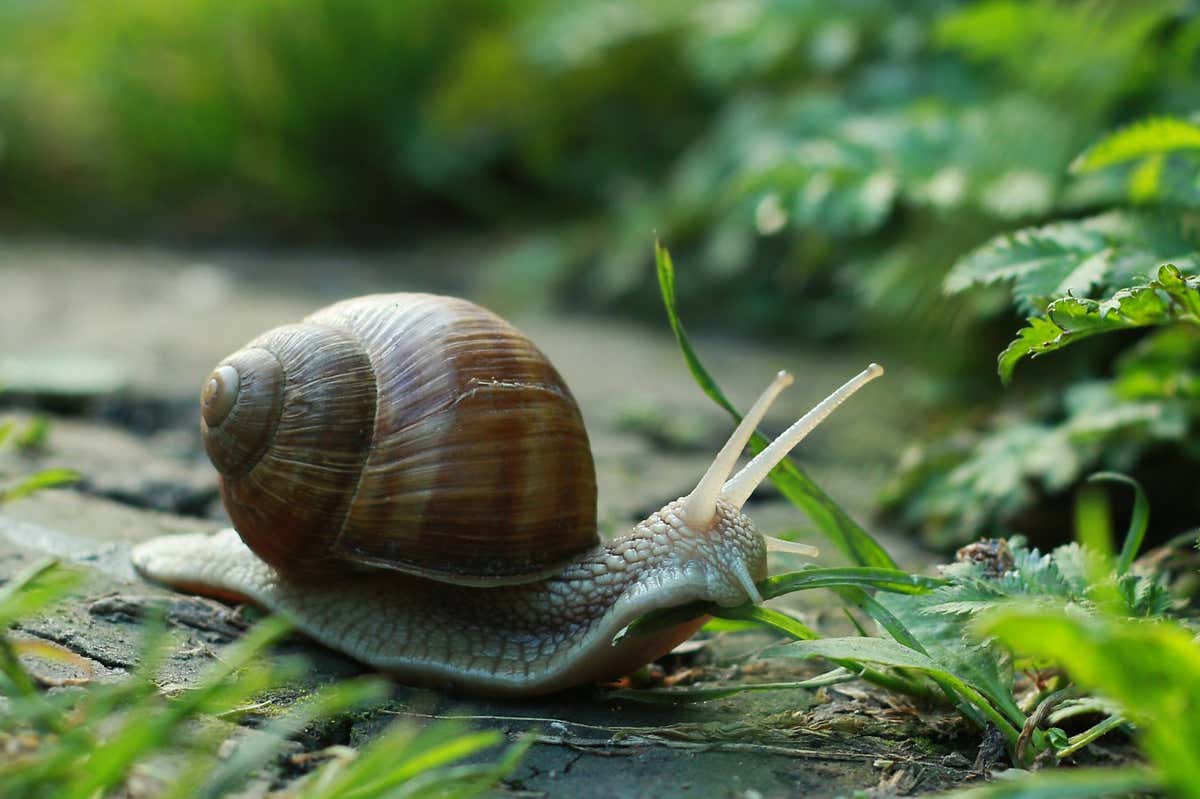 snail on a road