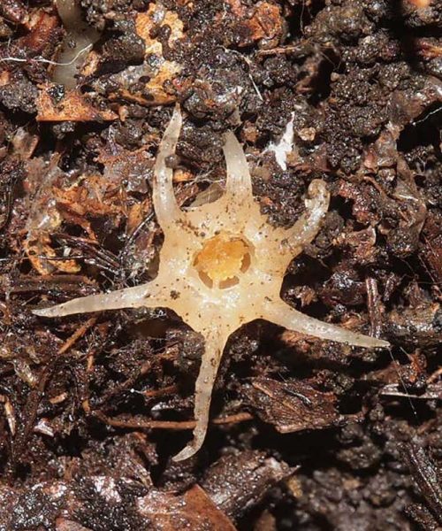 Squid-like plant that lives mostly underground is new to science