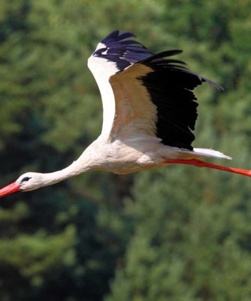 Storks refine their migration routes as they learn from experience