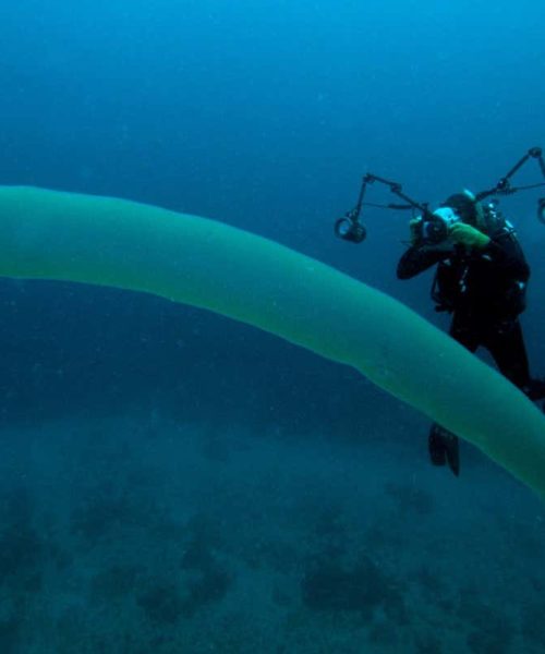 Strange animals called pyrosomes are thriving as the Pacific heats up