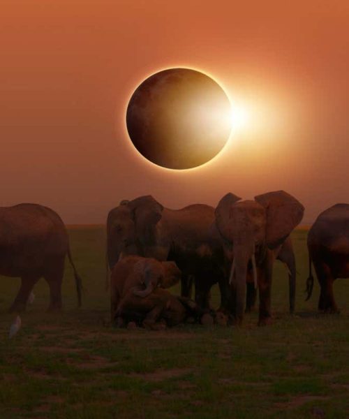 The surprising ways animals react to a total solar eclipse
