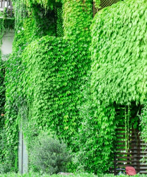 Why ivy growing on your walls may actually be beneficial