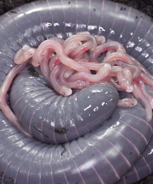Worm-like amphibian produces a kind of milk for its hatchlings