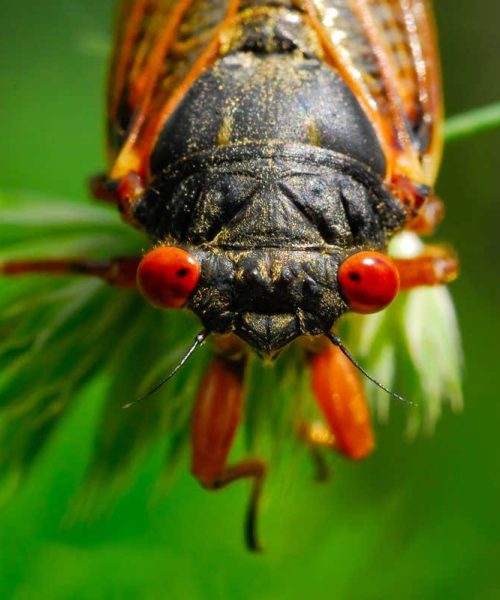 A cicada double brood is coming – it’s less rare than you think