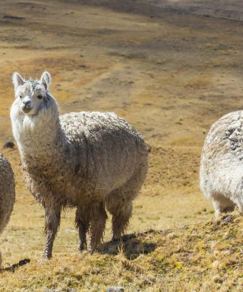 Alpacas are the only mammals known to directly inseminate the uterus