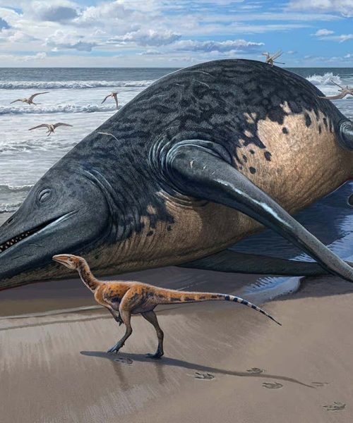 Ancient marine reptile found on UK beach may be the largest ever