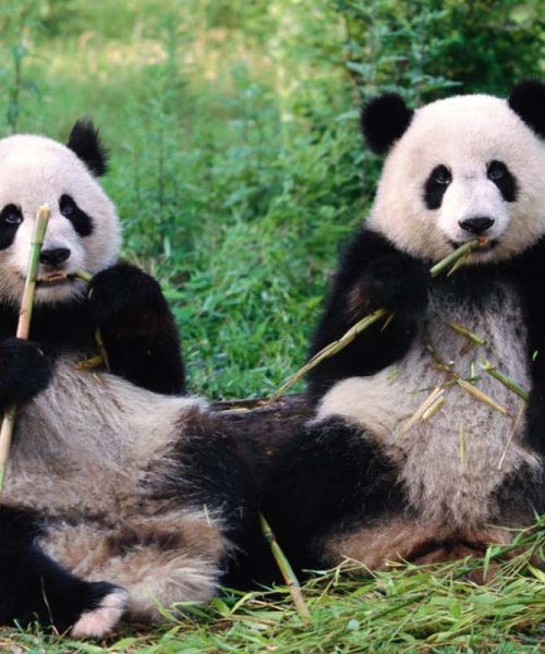 Are panda sex lives being sabotaged by the wrong gut microbes?