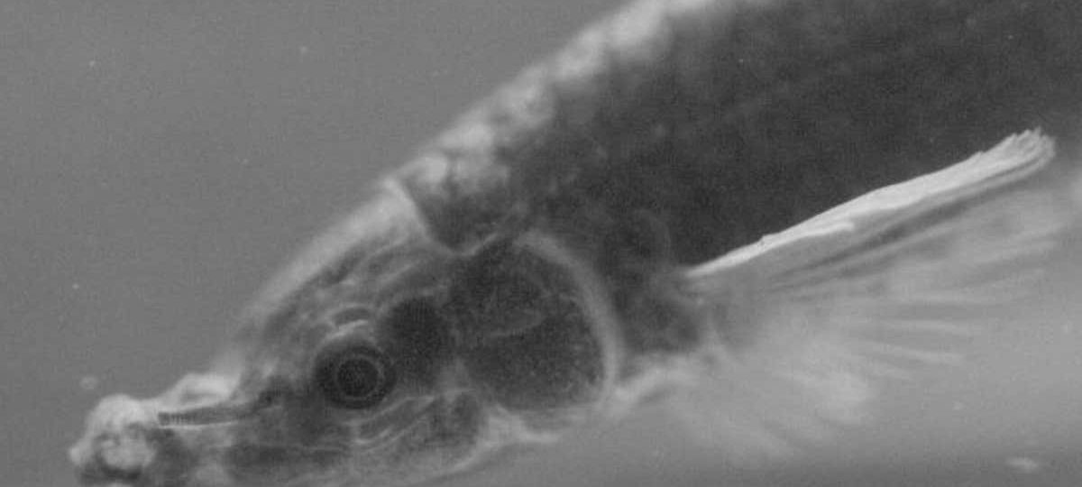 Bizarre fish can extend its mouth to make a kind of trunk
