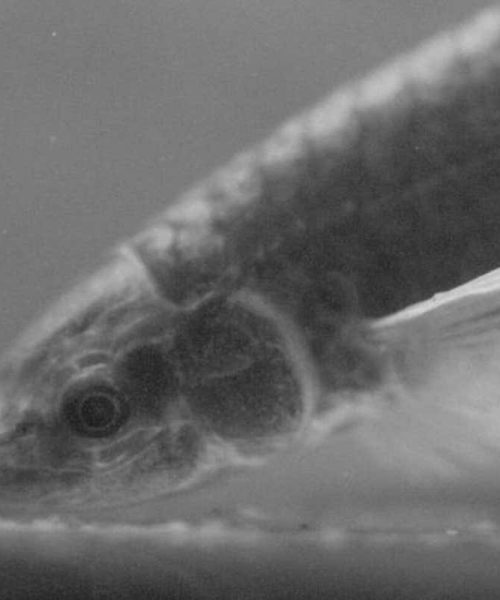 Bizarre fish can extend its mouth to make a kind of trunk