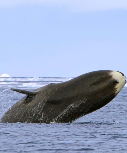 Bowhead whales still harmed from whaling that ended a century ago