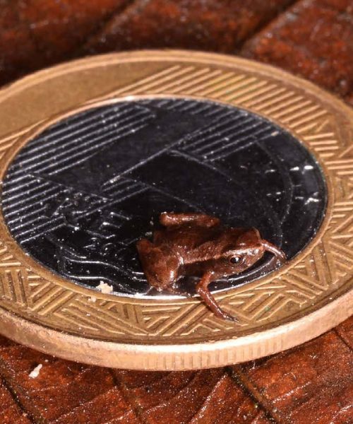 Brazilian flea toad may be the world’s smallest vertebrate
