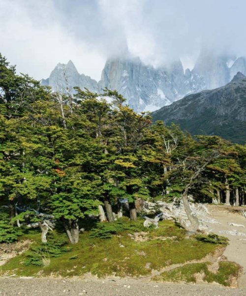 Climate change can disturb the accuracy of trees’ biological clocks