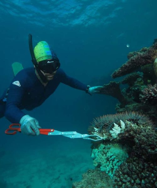 Culling predatory starfish conserves coral on the Great Barrier Reef
