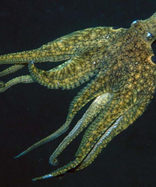 Earliest known sex chromosomes evolved in octopuses