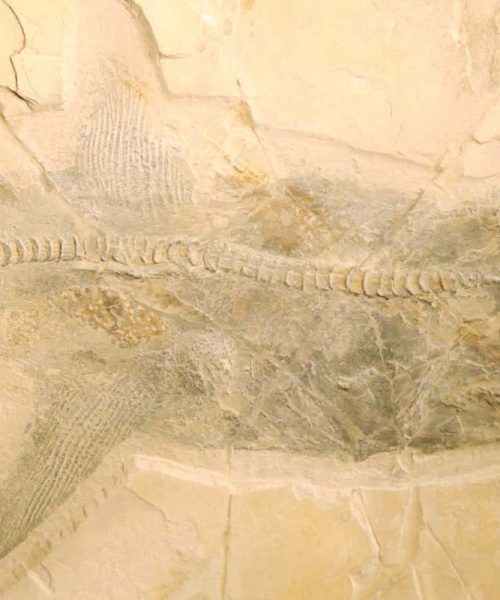 Exquisite fossils of Cretaceous shark solve mystery of how it hunted