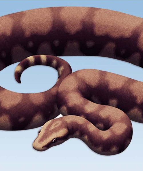 Fossil snake discovered in India may have been the largest ever
