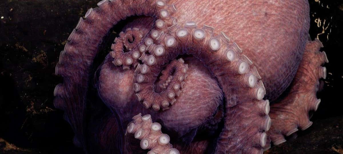Four new octopus species discovered by deep-sea submersible