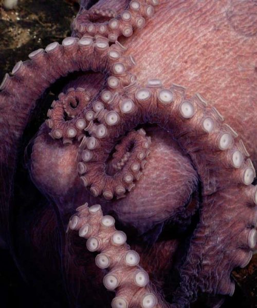 Four new octopus species discovered by deep-sea submersible