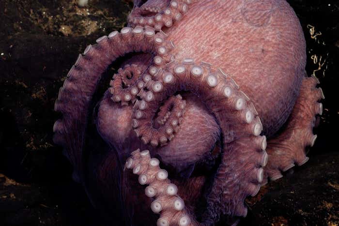 Four new octopus species discovered by deep-sea submersible – modern ...