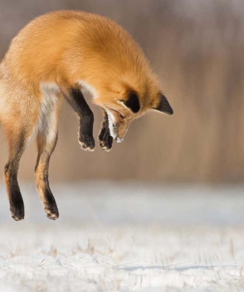 Foxes’ skulls are specially adapted for diving into snow