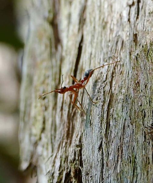 Nocturnal ants use polarised moonlight to find their way home
