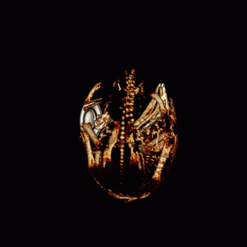 See inside an endangered California condor egg just before it hatches