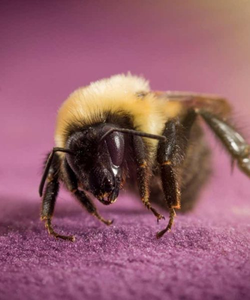 Sleeping bumblebees can survive underwater for a week