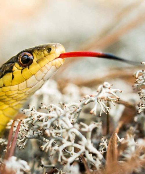 Snakes show signs of self-recognition in a smell-based ‘mirror test’