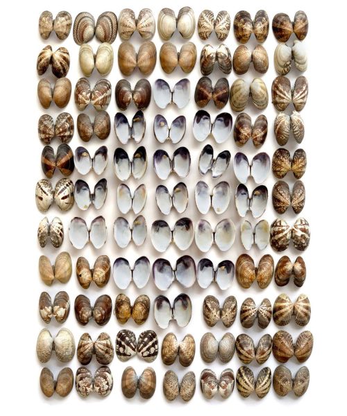 The photographer who captured shots of nature daily for over a decade