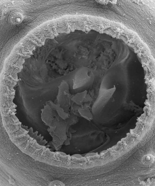 Tiny nematode worms can grow enormous mouths and become cannibals