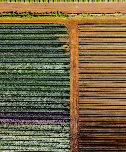 Turning plants blue with gene editing could make robot weeding easier