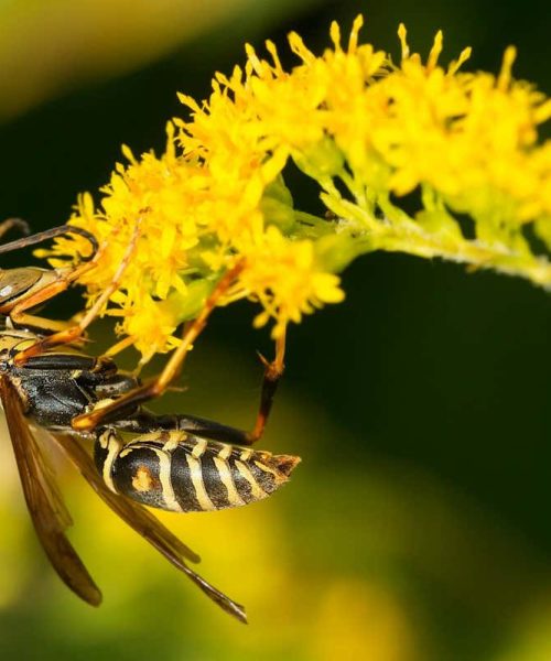 Wasps use face-recognition brain cells to identify each other