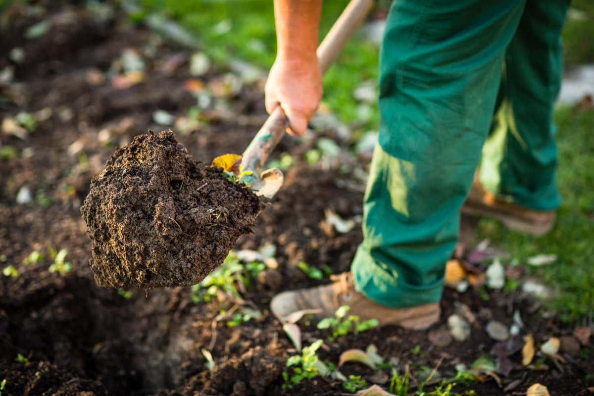 ED9MHF Gardening - man digging the garden soil with a spud (shallow DOF; selective focus)