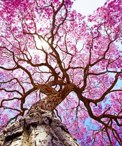 Huge genetic study redraws the tree of life for flowering plants