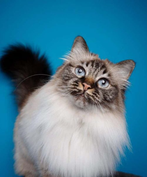 Longest-living cat breeds revealed by life expectancy study