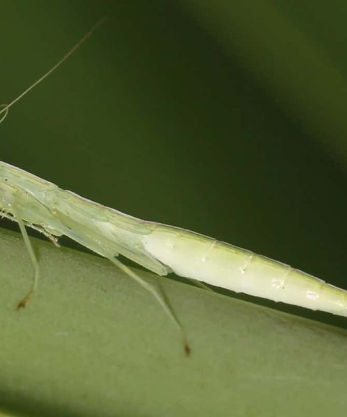 Odd bump on praying mantis chest is actually world’s weirdest tongue