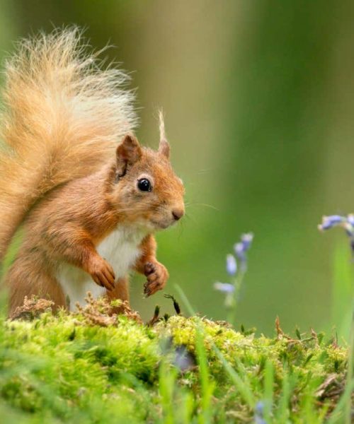 Red squirrels were hosts for leprosy in medieval England