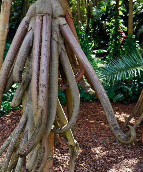 Seven surprising things you may not know about roots