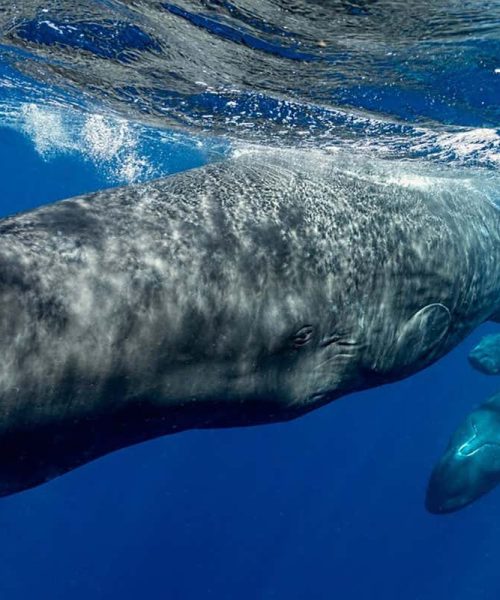 Sperm whale clicks could be the closest thing to a human language yet