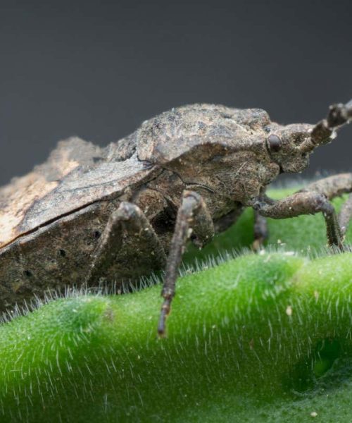 Stink bugs grow a fungal garden on their legs to fight parasitic wasps