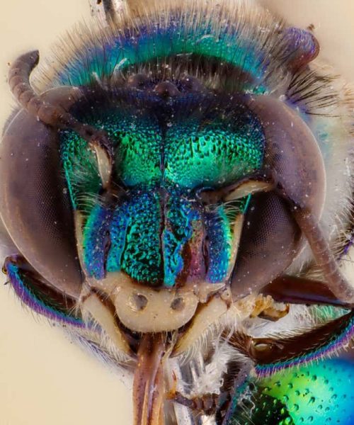 These stunning close-up photos offer a window onto the world of bees