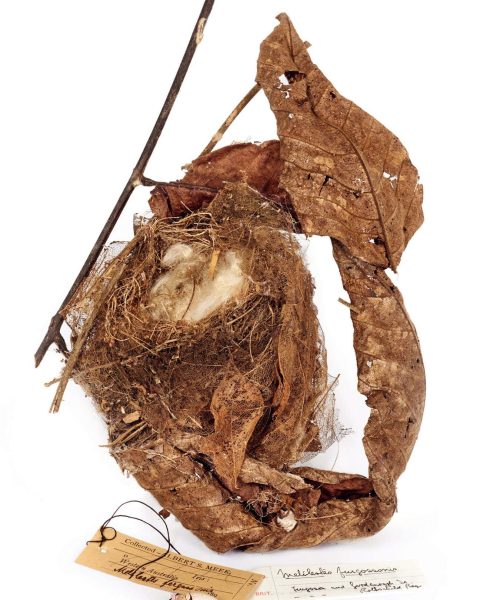 A selection of elaborate birds’ nests from around the world