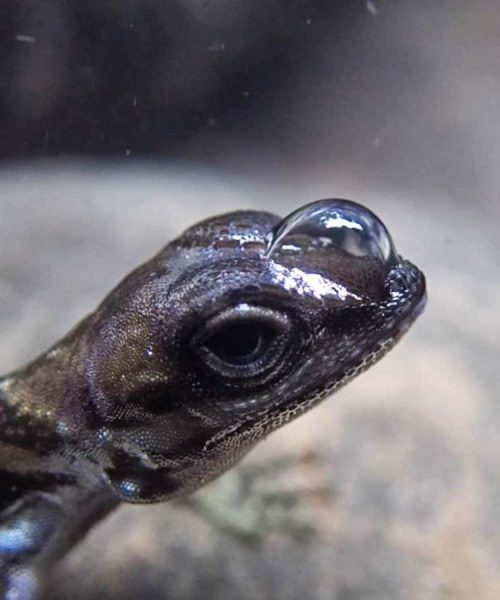 Air jacket helps ‘scuba-diving’ lizards stay underwater for longer