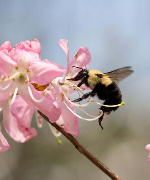 Antidote to deadly pesticides boosts bee survival